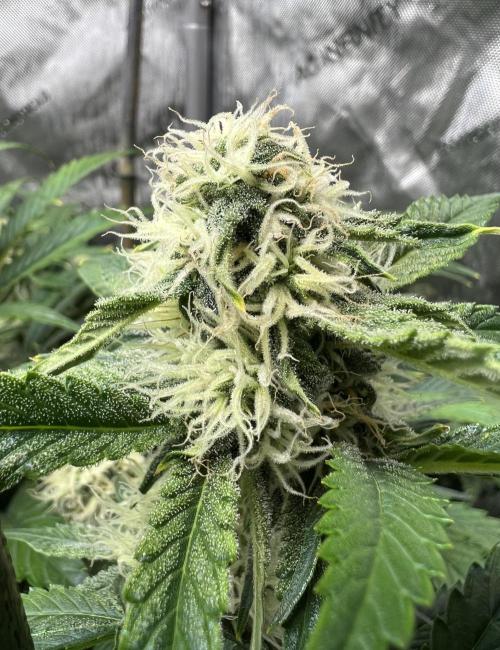 Sowahh Queen auto. Week 7