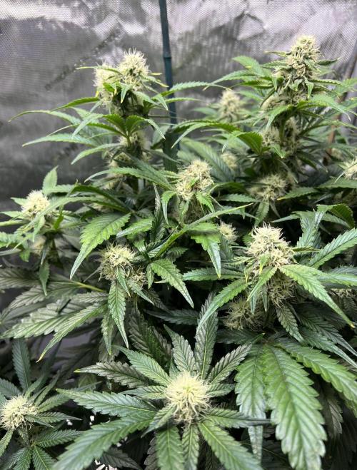 Sowahh Queen auto. Week 7