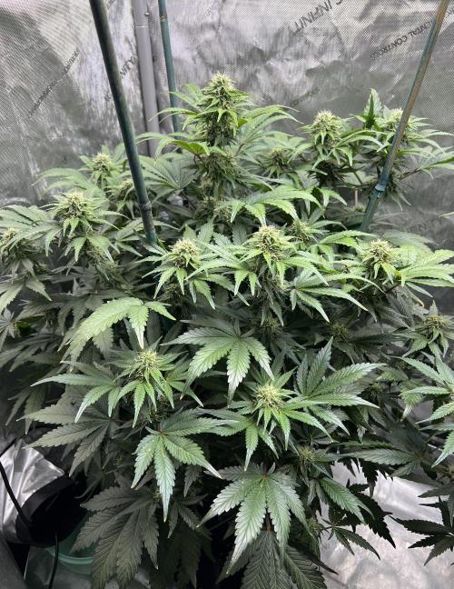 Dead Skunk auto. Week 7