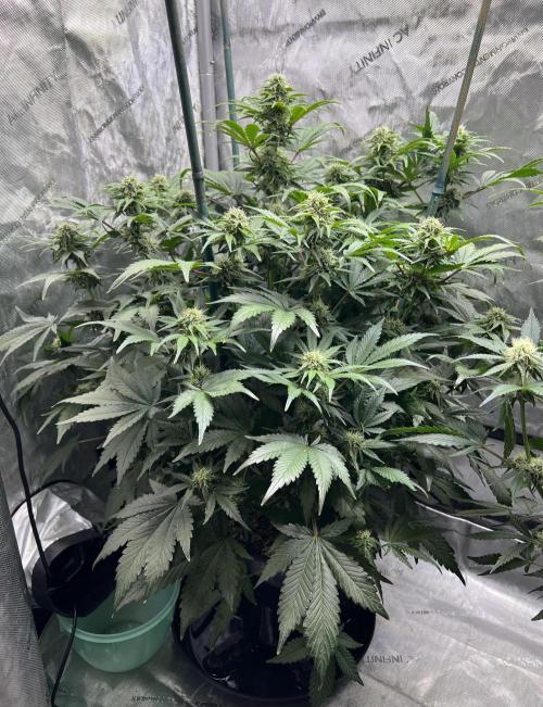 Dead Skunk auto. Week 7