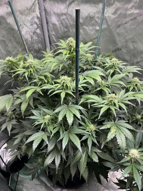 Dead Skunk auto. Week 7