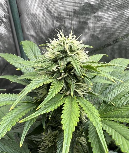 Dead Skunk auto. Week 7