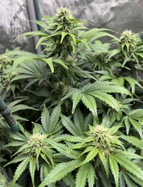 Dead Skunk auto. Week 7