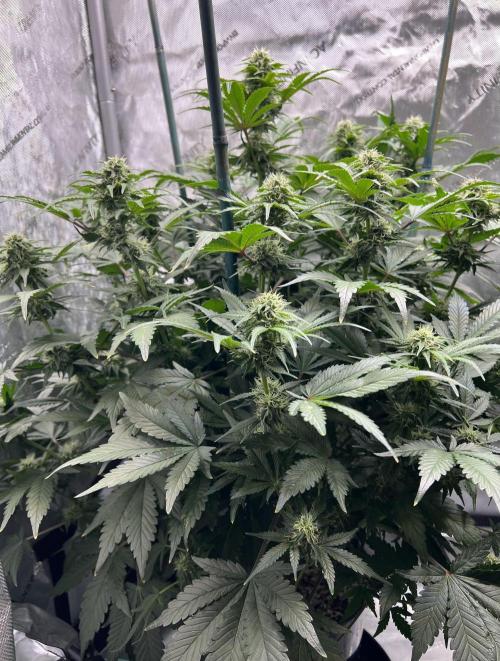 Dead Skunk auto. Week 7