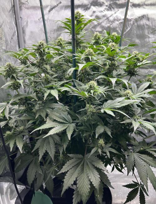 Dead Skunk auto. Week 7