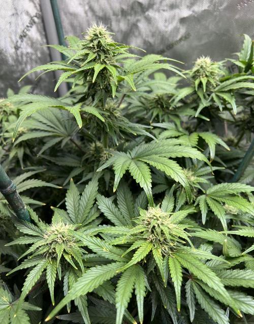 Dead Skunk auto. Week 7