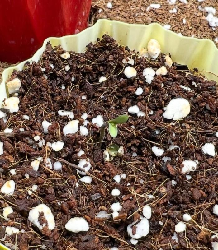 Strawberry Nuggets by Mephisto Genetics. Week 0