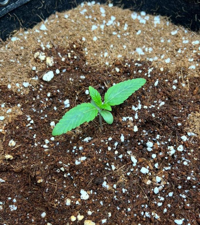 Strawberry Nuggets by Mephisto Genetics. Week 1