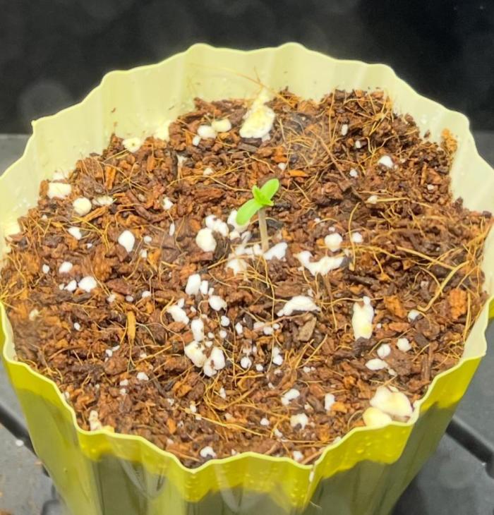 Hubbabubbahaze by Mephisto Genetics. Week 0