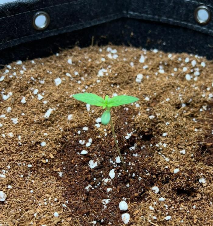 Hubbabubbahaze by Mephisto Genetics. Week 1