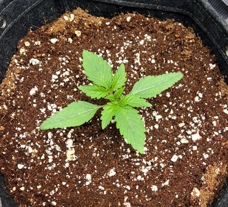 Strawberry Nuggets by Mephisto Genetics. Week 2