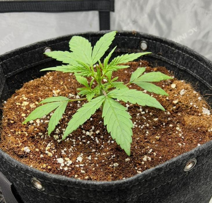 Hubbabubbahaze by Mephisto Genetics. Week 2