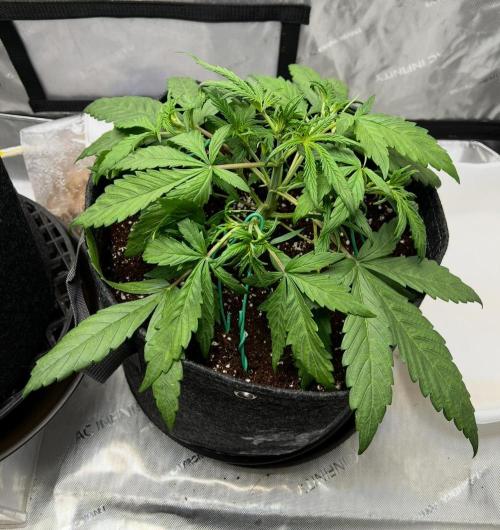 Hubbabubbahaze by Mephisto Genetics. Week 3