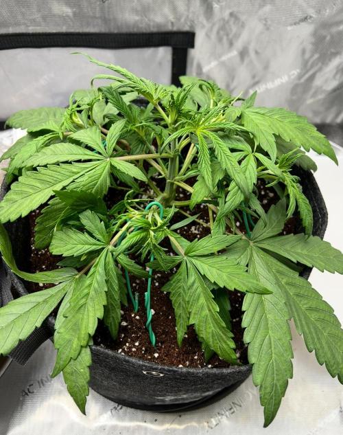 Hubbabubbahaze by Mephisto Genetics. Week 3