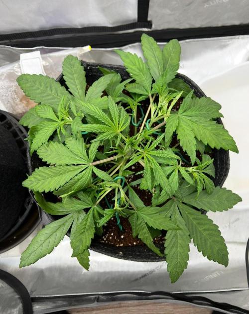 Hubbabubbahaze by Mephisto Genetics. Week 3