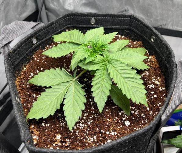 Strawberry Nuggets by Mephisto Genetics. Week 3