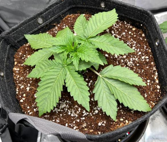 Strawberry Nuggets by Mephisto Genetics. Week 3