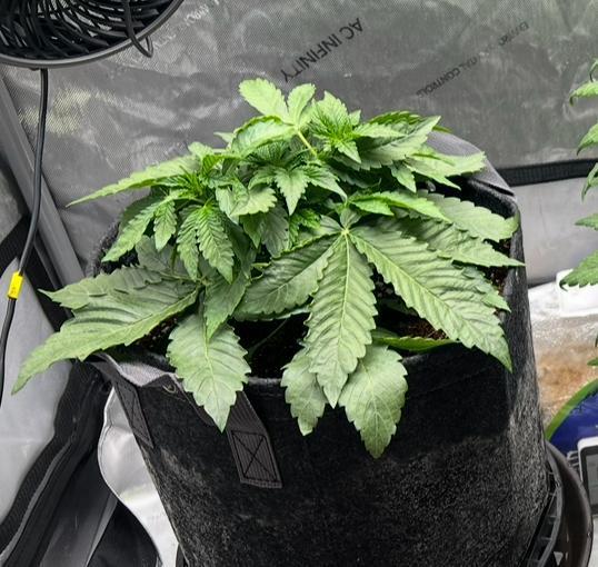 Strawberry Nuggets by Mephisto Genetics. Week 4