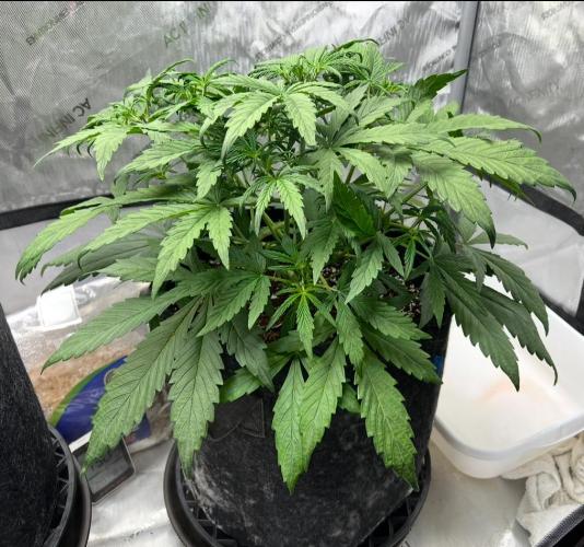 Hubbabubbahaze by Mephisto Genetics. Week 4