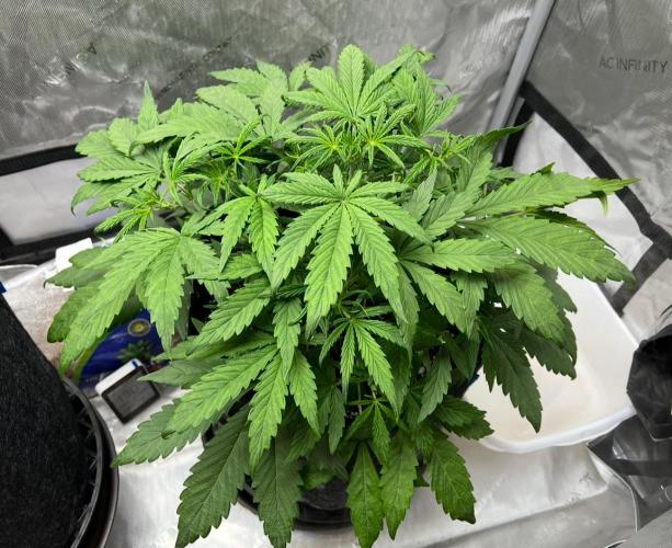 Hubbabubbahaze by Mephisto Genetics. Week 4