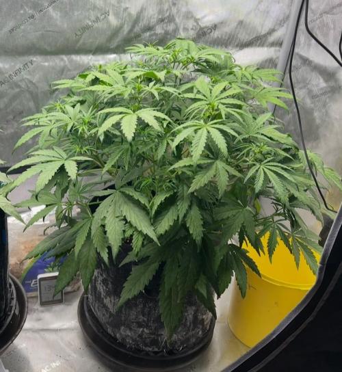 Hubbabubbahaze by Mephisto Genetics. Week 5