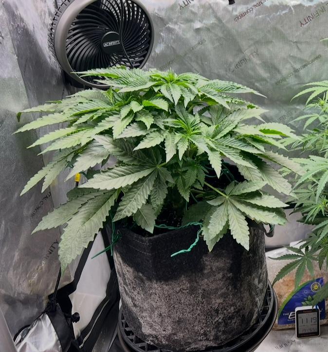 Strawberry Nuggets by Mephisto Genetics. Week 5