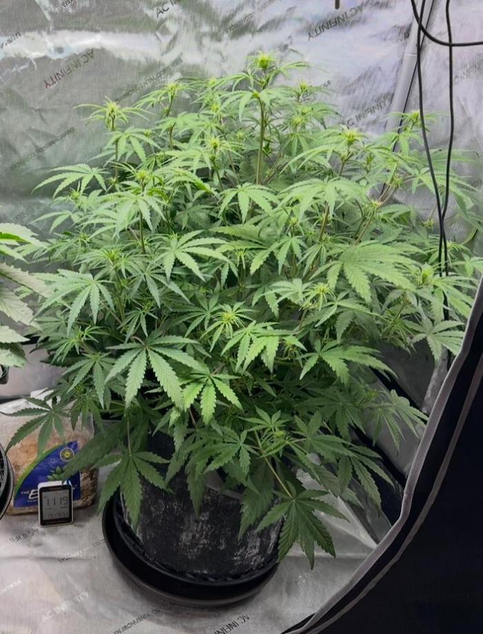 Hubbabubbahaze by Mephisto Genetics. Week 6