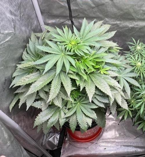 Strawberry Nuggets by Mephisto Genetics. Week 6