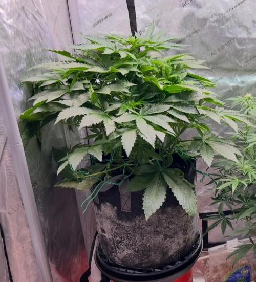 Strawberry Nuggets by Mephisto Genetics. Week 6