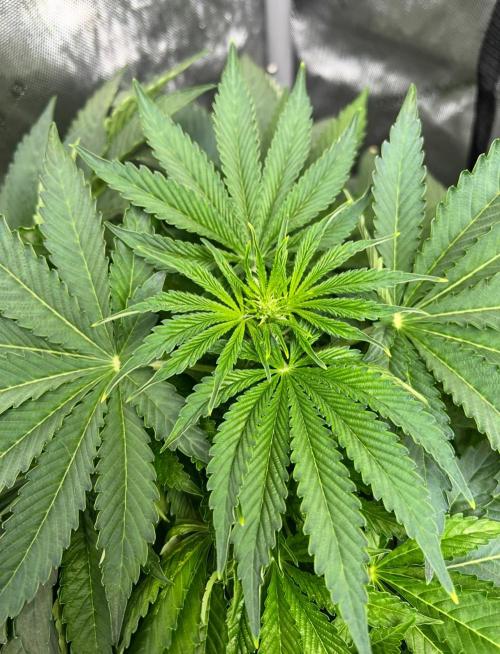 Strawberry Nuggets by Mephisto Genetics. Week 6