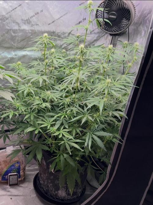 Hubbabubbahaze by Mephisto Genetics. Week 7