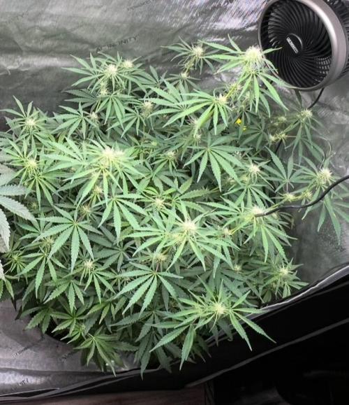 Hubbabubbahaze by Mephisto Genetics. Week 7