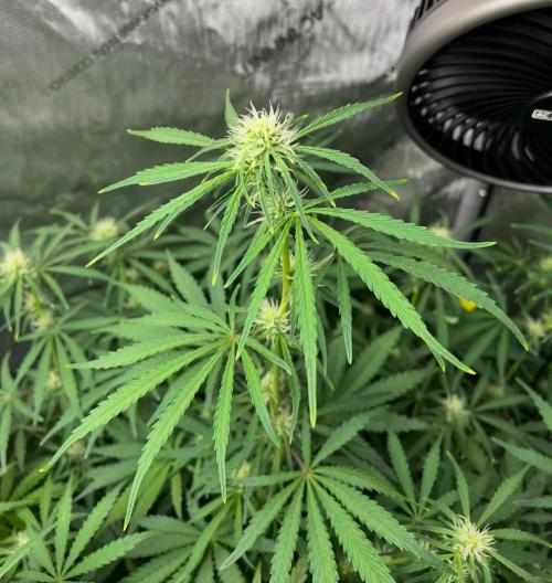 Hubbabubbahaze by Mephisto Genetics. Week 7