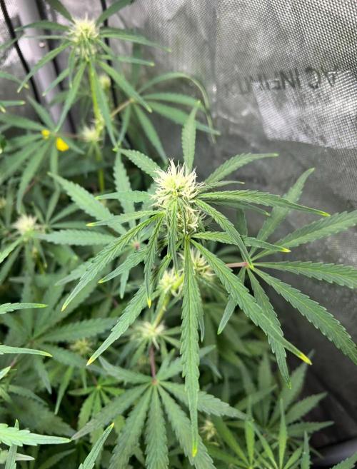 Hubbabubbahaze by Mephisto Genetics. Week 7