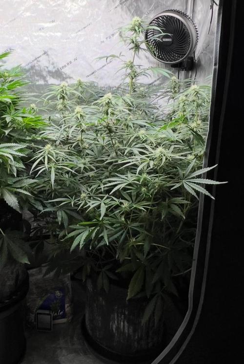 Hubbabubbahaze by Mephisto Genetics. Week 8