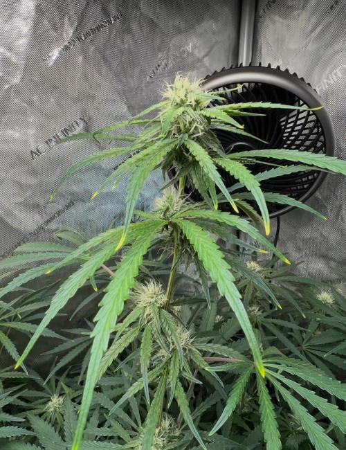 Hubbabubbahaze by Mephisto Genetics. Week 8