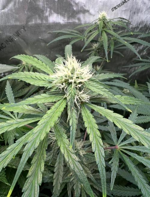 Hubbabubbahaze by Mephisto Genetics. Week 8