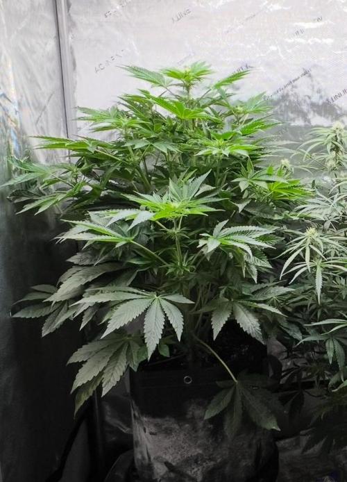 Strawberry Nuggets by Mephisto Genetics. Week 7