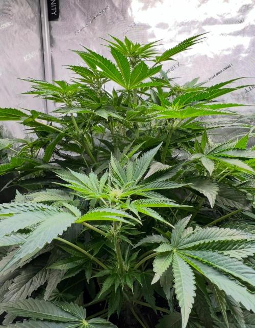 Strawberry Nuggets by Mephisto Genetics. Week 7