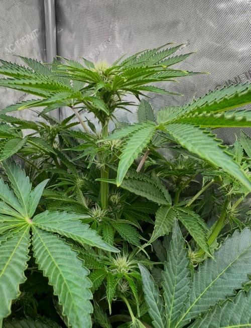 Strawberry Nuggets by Mephisto Genetics. Week 7