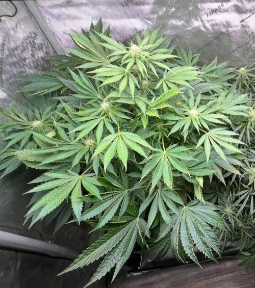 Strawberry Nuggets by Mephisto Genetics. Week 8