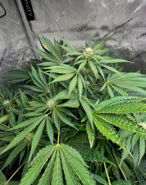 Strawberry Nuggets by Mephisto Genetics. Week 8