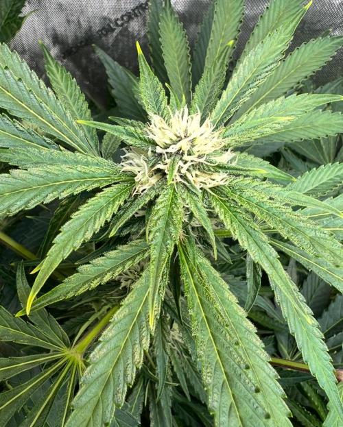 Strawberry Nuggets by Mephisto Genetics. Week 8