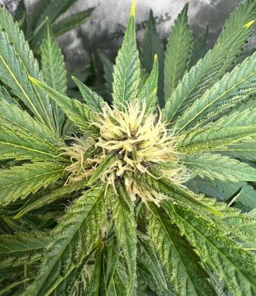 Strawberry Nuggets by Mephisto Genetics. Week 8