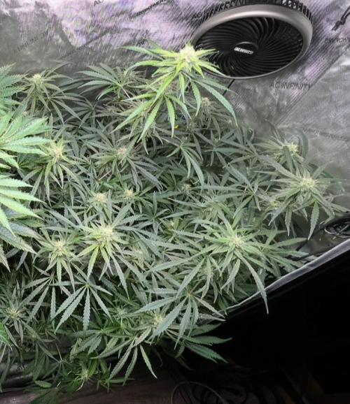 Hubbabubbahaze by Mephisto Genetics. Week 9