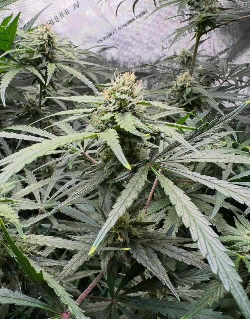 Hubbabubbahaze by Mephisto Genetics. Week 9