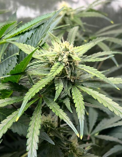 Hubbabubbahaze by Mephisto Genetics. Week 9