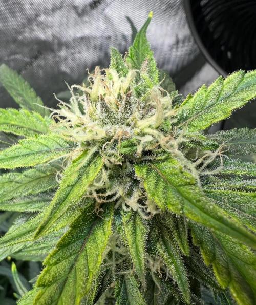 Hubbabubbahaze by Mephisto Genetics. Week 9