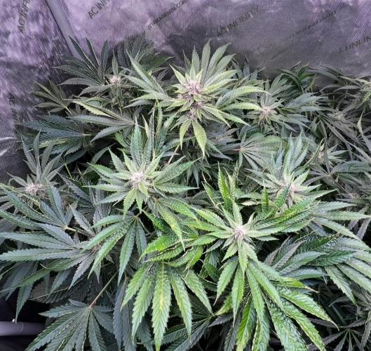 Strawberry Nuggets by Mephisto Genetics. Week 9