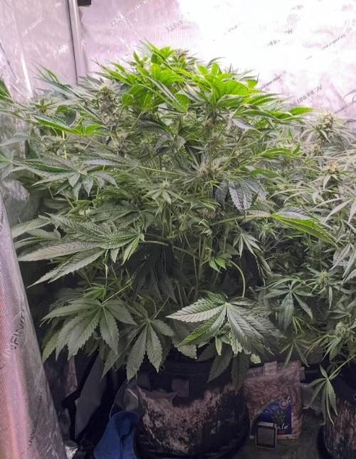 Strawberry Nuggets by Mephisto Genetics. Week 9